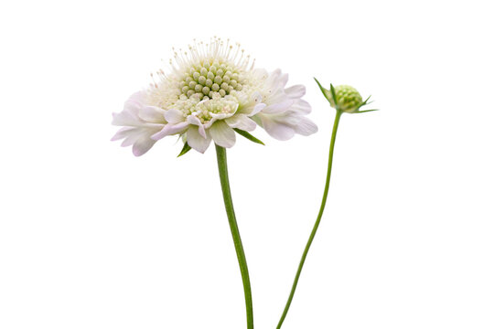 White Scabious Flower and Bud