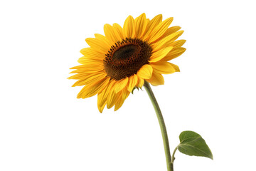 Obraz premium Single Sunflower on Black