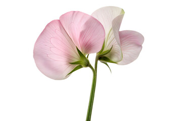 Fototapeta premium Sweet Pea Blossom