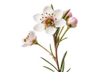 White Flower with Buds
