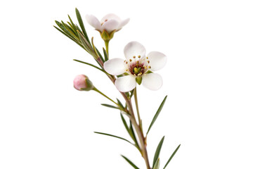 Leptospermum scoparium flower