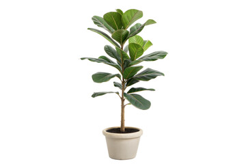 Fiddle Leaf Fig Tree in Pot