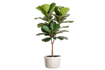 Fiddle Leaf Fig Tree in Pot