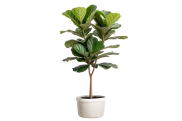 Fiddle Leaf Fig Tree in Pot