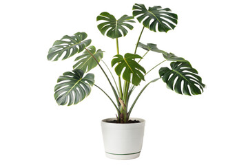Monstera deliciosa plant in a white pot