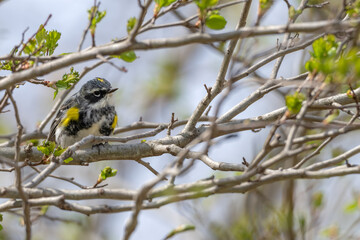 Myrtle warbler perched in a tree.