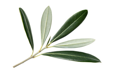 Olive Branch with Five Leaves