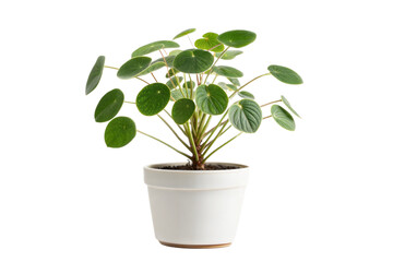 Pilea Peperomioides in White Pot