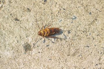 Cockroaches have expired