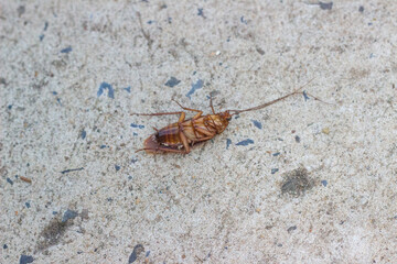 Cockroaches have expired
