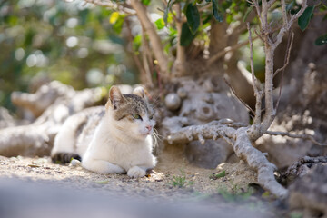 春、活発になり始める野良猫