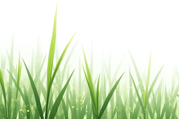 Fototapeta premium field of tall grass with a white background