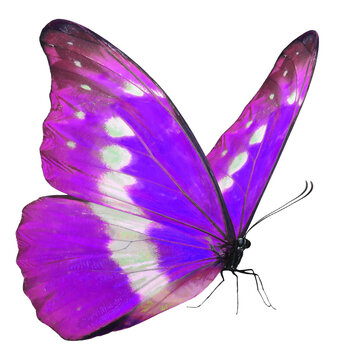 Beautiful​ purple butterfly on white​ ​background