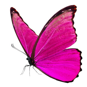 Beautiful​ pink butterfly on white​ ​background.