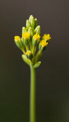 Naklejka premium Close-up of a vibrant yellow flower bud, a delicate marvel of nature. The flower's vibrant petals and intricate structure are on full display against the subtle backdrop. 