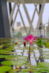 pink water lily in pond Singapore 
