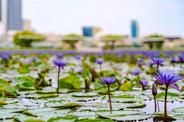 purple lotus flower in the pond