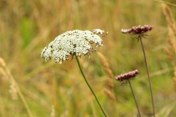 Wild Queen Anne’s Lace (Daucus carota) in Meadow