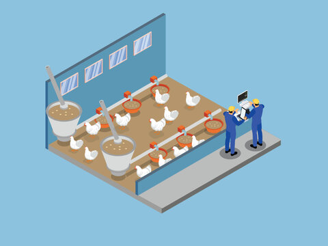 modern poultry farm with automated feeding systems