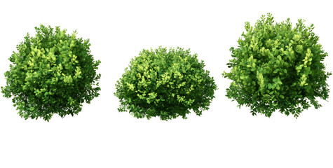 Lush green bushes arranged in a row, showcasing vibrant foliage against a transparent background, ideal for landscaping designs