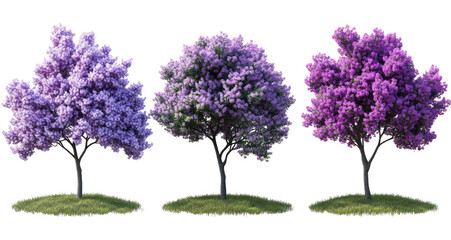 Obraz premium Three vibrant trees with purple blossoms stand on green grass, showcasing seasonal beauty in a serene outdoor setting