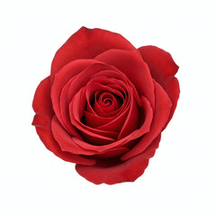 Naklejka premium Stunning Red Rose A Close-Up View of a Single Bloom