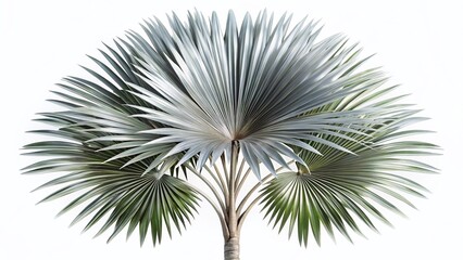 Obraz premium Isolated Silver Fan Palm Tree Top View Detailed Stock Image for Botanical Illustration Design and Educational Materials
