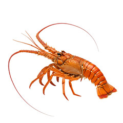 An orange spiny lobster isolated on a white background