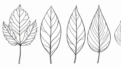 Obraz premium Collection of Detailed Line Drawings of Various Leaves Botanical Illustration