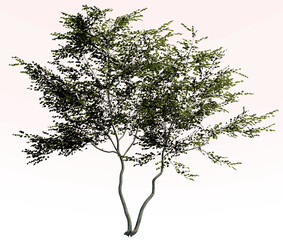 Tree without background