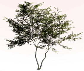 Tree without background