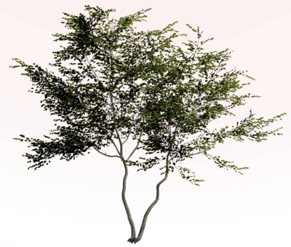 Tree without background