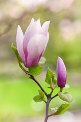 Fototapeta premium Nature background with spring flowers. Selective and soft focus. Close up.