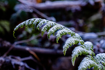 Pacific Northwest Frozen fern leaves in cold winter morning Frost on leaves