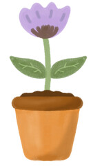 Purple flower in a pot