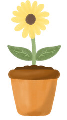 sunflower in flowerpot