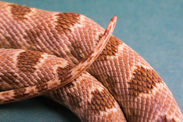 Closeup of snake scales with brown pattern texture