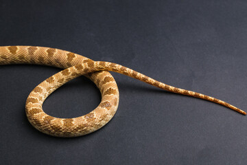 Closeup of snake scales with brown pattern texture