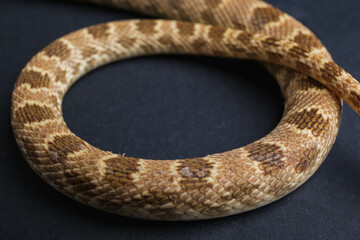 Closeup of snake scales with brown pattern texture