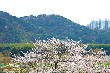 Cherry Blossoms at Taehwagang National Garden