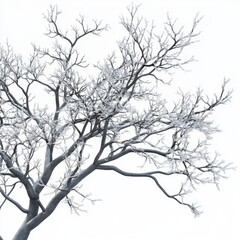 Fototapeta premium A tree with snow on it is shown in a white background