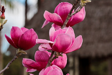Pink Magnolia Blossoms on Branches – Early Spring Bloom