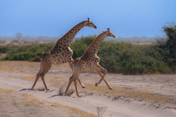 Group of giraffes walking through the valley, Chobe National Park, Botswana. Running giraffes. © Miroslav Srb