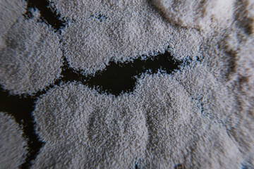 Diverse fungal colonies growing on nutrient agar