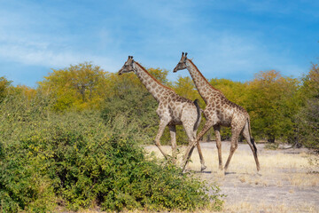 Group of giraffes walking through the valley, Chobe National Park, Botswana. Running giraffes.