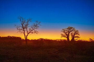 Beautiful african red and orange sunset with silhouettes of acacia trees and sun setting on the horizon in the Serengeti Park plains, Tanzania, Africa.Wild safari landscape.