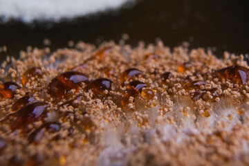 Diverse fungal colonies growing on nutrient agar