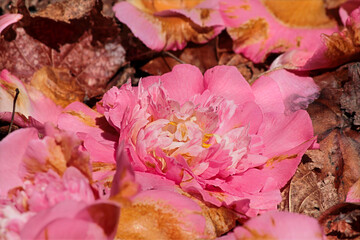 Fallen Camellia Japonica Bloom on Leaf Litter – Close-Up Garden Scene