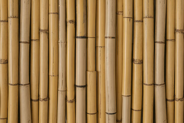 Fototapeta premium Bamboo stalks arranged vertically creating a natural and textured pattern