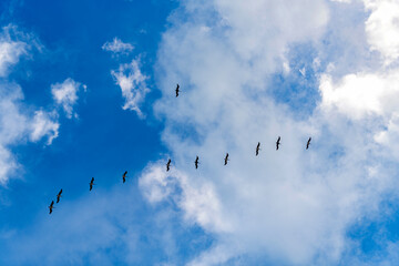 Pelican flying in sky. Flock of birds. Fauna and nature. Pelican flying during migration. Bird flying in formation. Birds migration. Flock of pelican bird. Migration of migratory birds